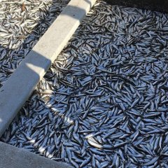 Kohalik amps - värskelt suitsutatud kala tõeliselt Kihnu kalurilt