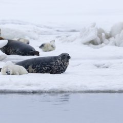 Tour mit dem Pick-up und Reiseleiter auf der Insel Kihnu mit Puhka Kihnus