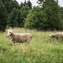 Mare accommodation in Uiõ-Matu farm