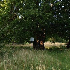 Kihnu mõisa-aseme pärnad