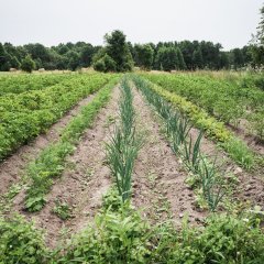Mare accommodation in Uiõ-Matu farm