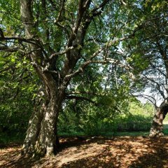 Kihnu mõisa-aseme pärnad